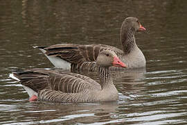 Greylag Goose