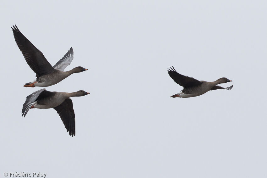 Taiga Bean Goose