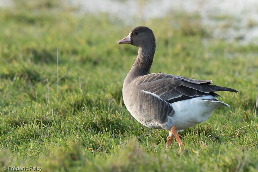 Greater White-fronted Gooseimmature