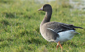 Greater White-fronted Goose