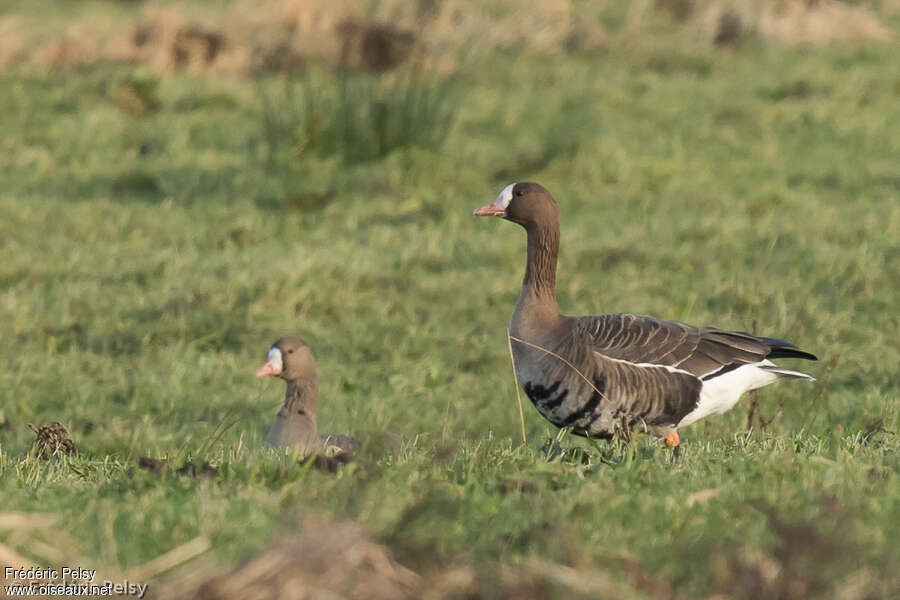 Greater White-fronted Gooseadult, identification