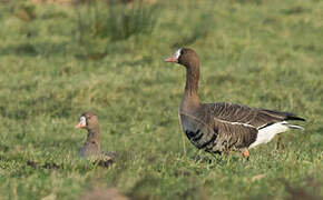 Greater White-fronted Goose