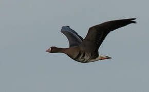 Greater White-fronted Goose