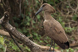 Hamerkop