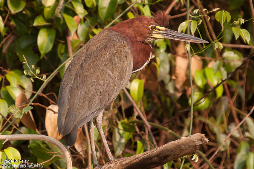 Onoré rayéadulte, identification