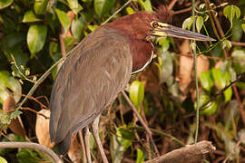 Rufescent Tiger Heron