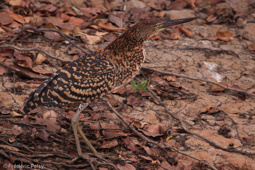 Rufescent Tiger Heronimmature, camouflage