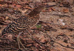 Rufescent Tiger Heron