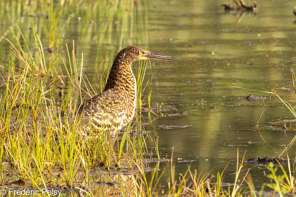 Onoré rayéimmature