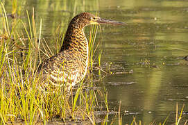 Rufescent Tiger Heron