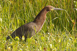 Rufescent Tiger Heron