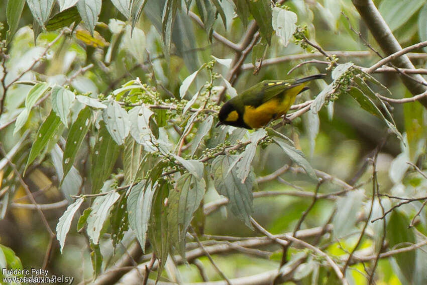 Oréochare des Arfak mâle adulte, identification