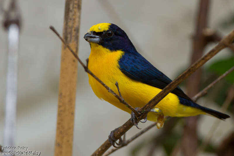 Thick-billed Euphonia male adult breeding, identification
