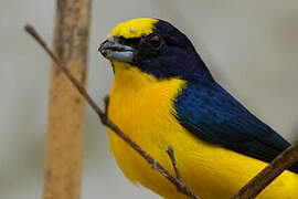 Thick-billed Euphonia