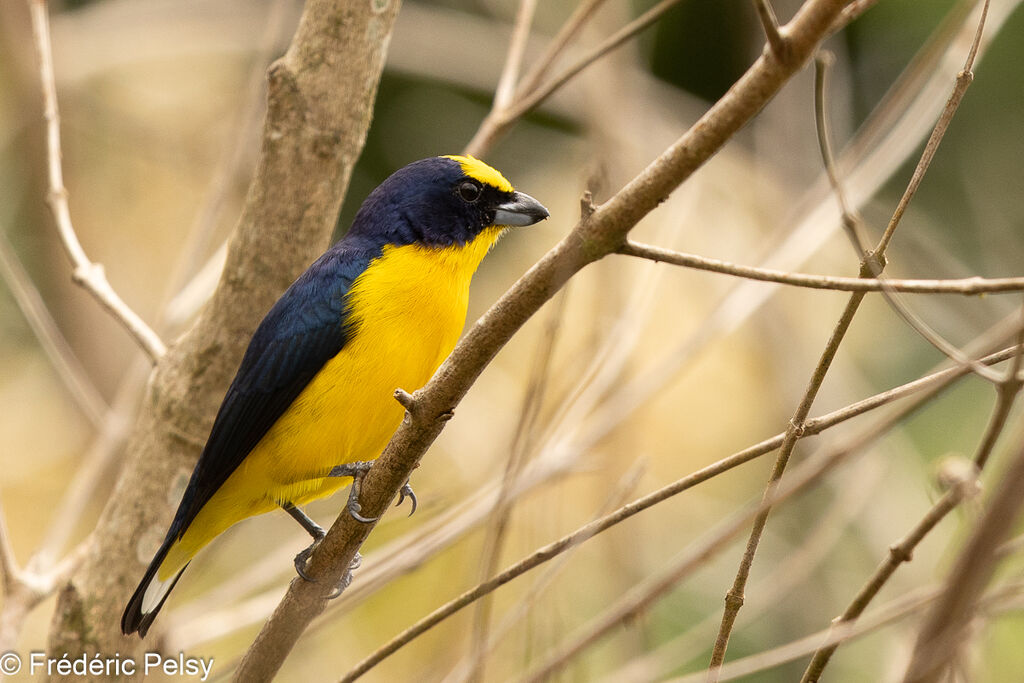 Thick-billed Euphonia male