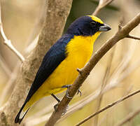 Thick-billed Euphonia