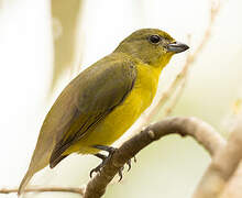 Thick-billed Euphonia