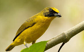 Thick-billed Euphonia