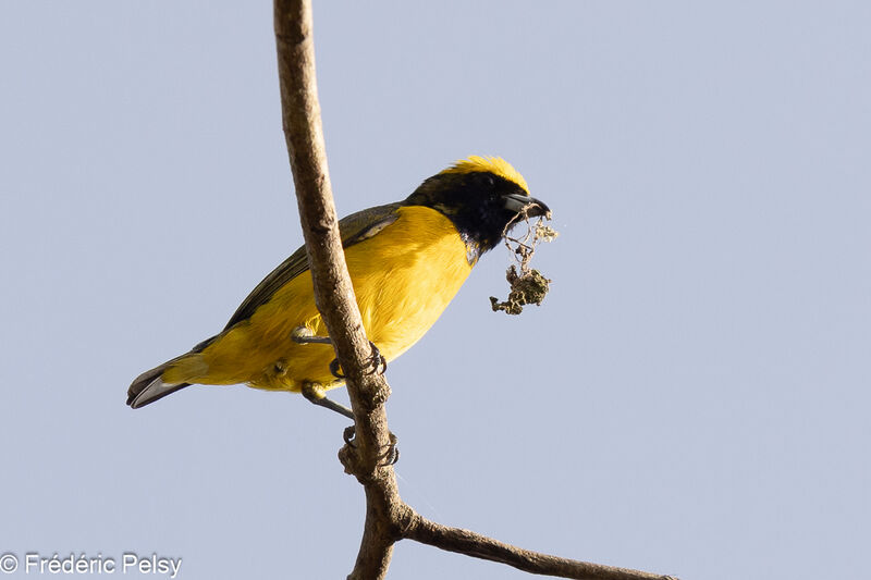 Yellow-crowned Euphonia male