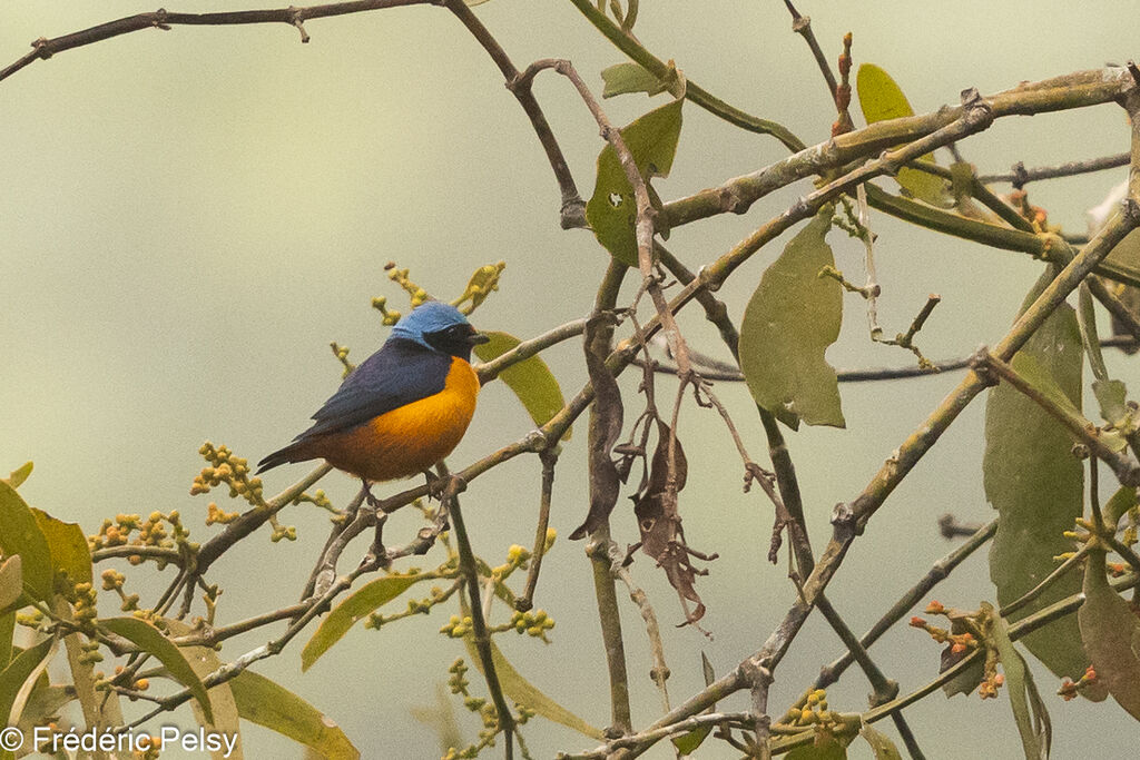 Elegant Euphonia