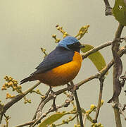 Elegant Euphonia