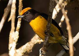 Tawny-capped Euphonia