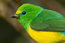 Blue-naped Chlorophonia