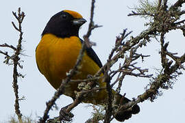 Orange-bellied Euphonia