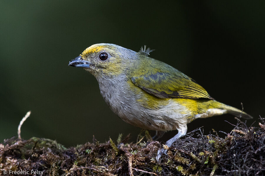 Orange-bellied Euphonia