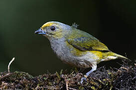 Orange-bellied Euphonia