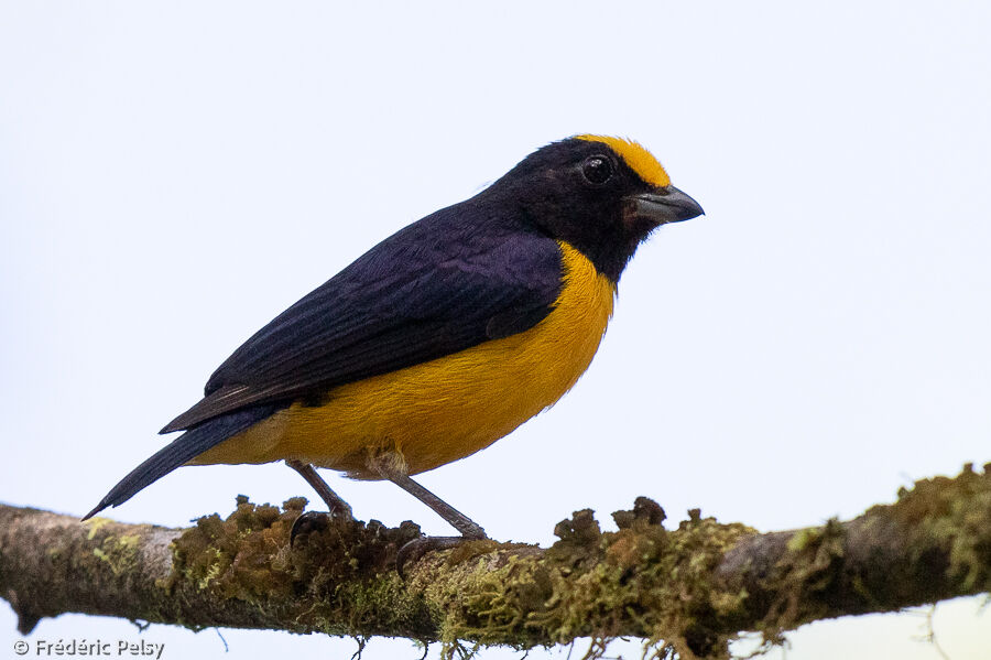 Orange-bellied Euphonia