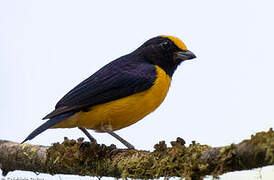 Orange-bellied Euphonia