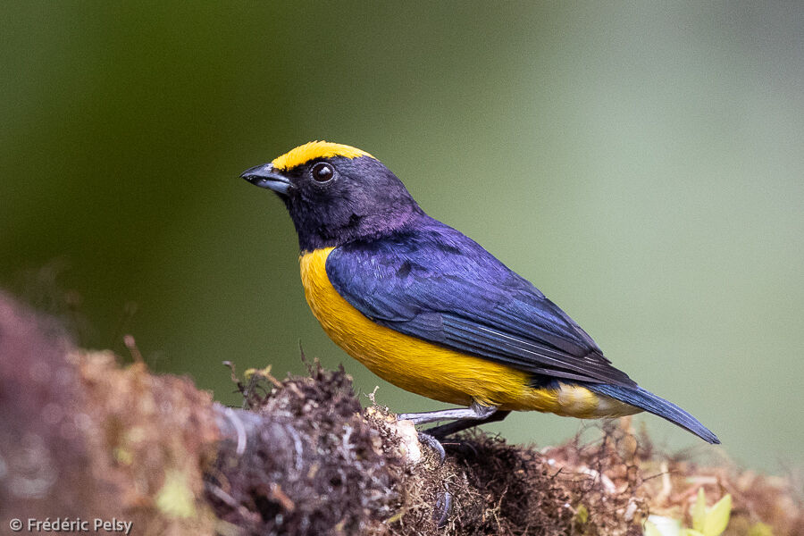 Orange-bellied Euphonia