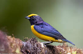 Orange-bellied Euphonia