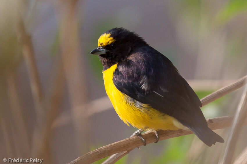 Purple-throated Euphoniaadult