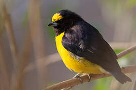 Purple-throated Euphonia