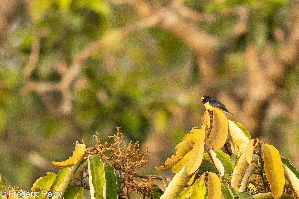 White-vented Euphonia male