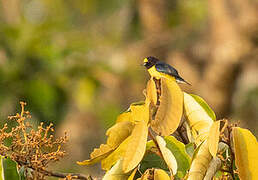 White-vented Euphonia