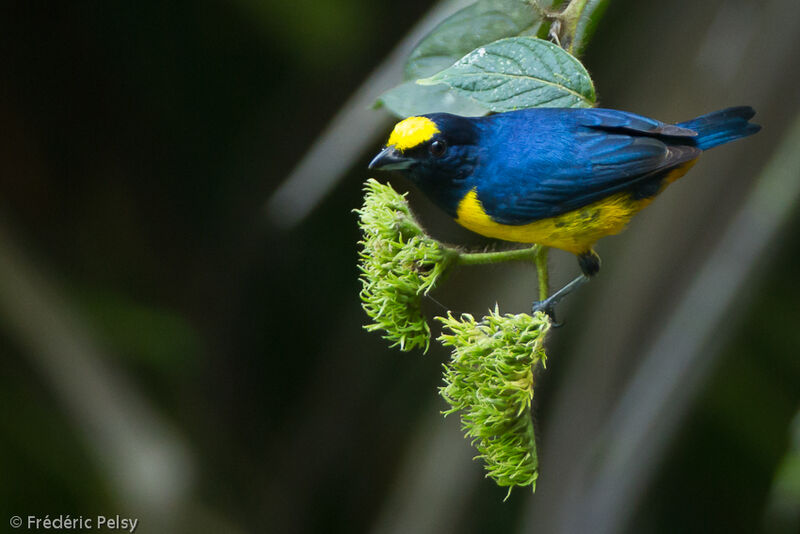 Fulvous-vented Euphonia male adult