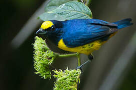 Fulvous-vented Euphonia