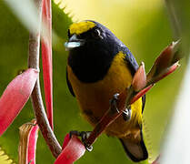 Fulvous-vented Euphonia