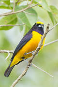 Velvet-fronted Euphonia