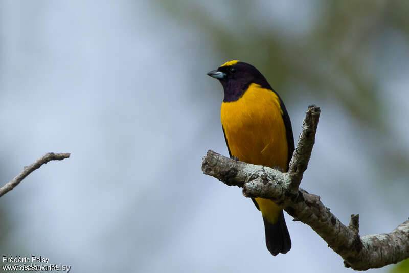 Velvet-fronted Euphonia male adult