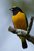 Velvet-fronted Euphonia