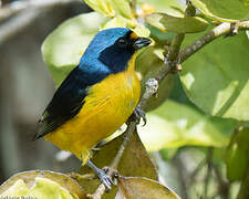 Puerto Rican Euphonia