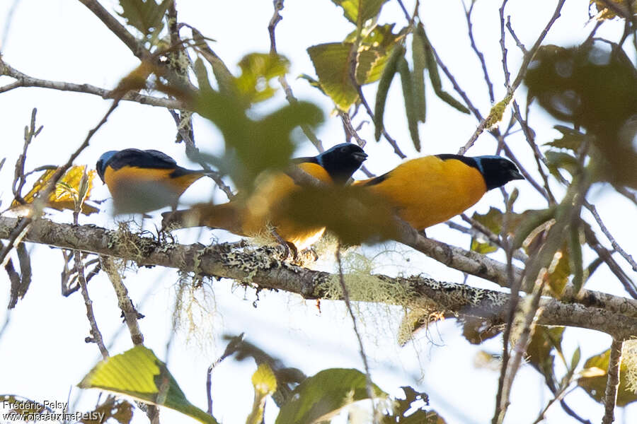 Golden-rumped Euphonia male, habitat, pigmentation