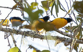 Golden-rumped Euphonia