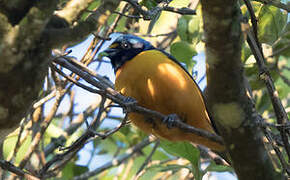 Hispaniolan Euphonia