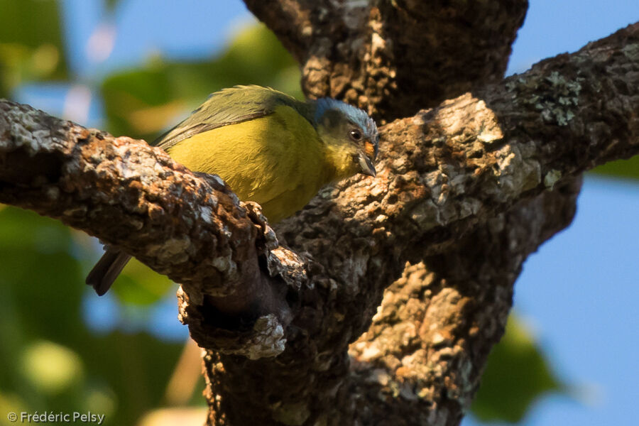 Antillean Euphonia female adult