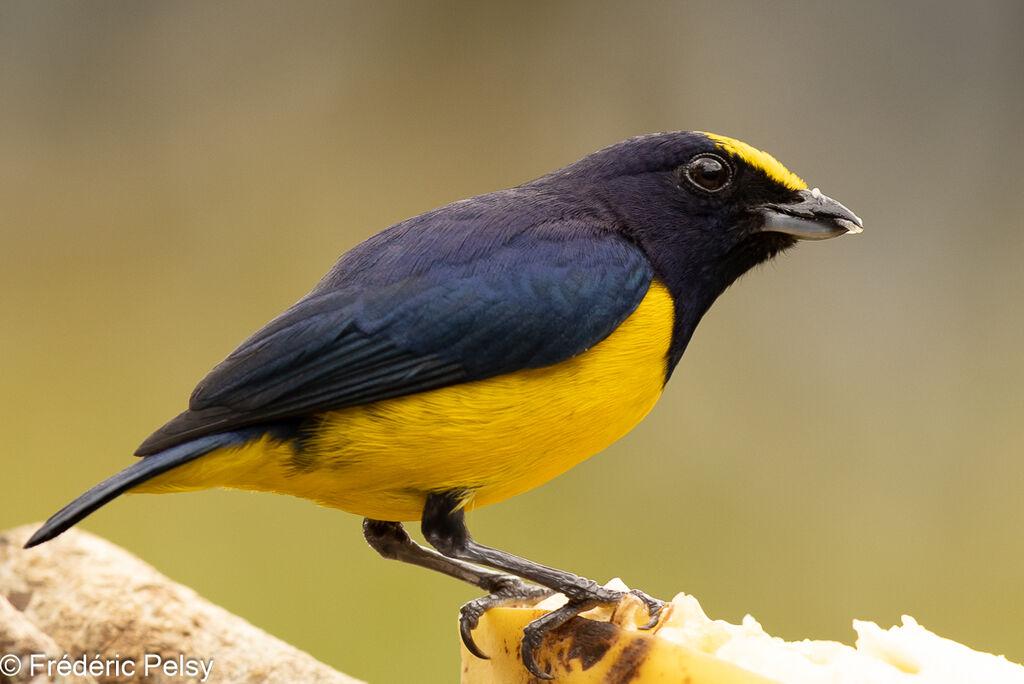 Spot-crowned Euphonia